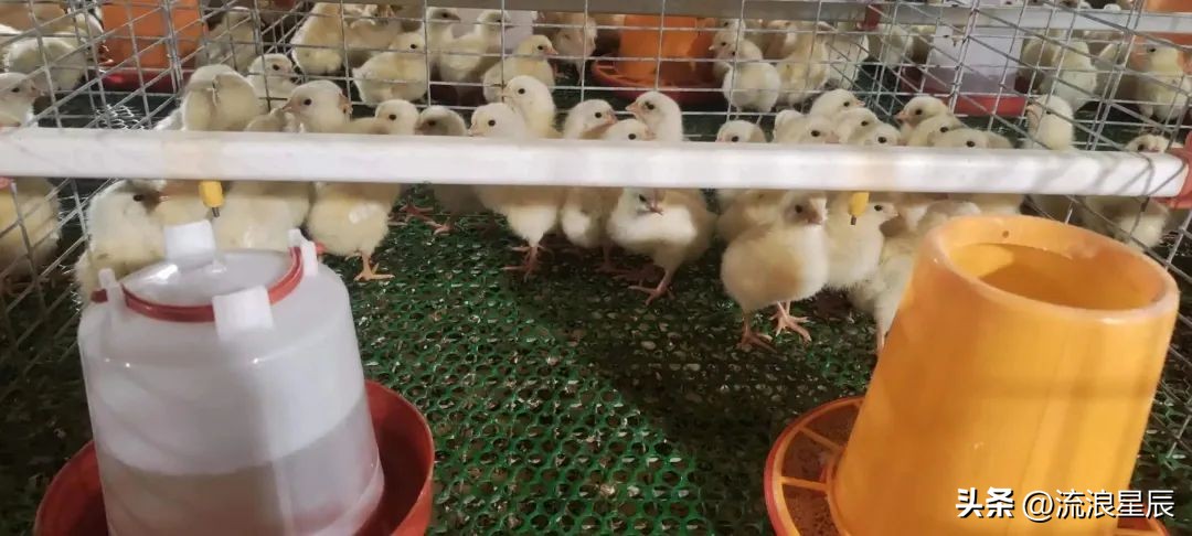 2026年1月26日鸡蛋价格行情参考