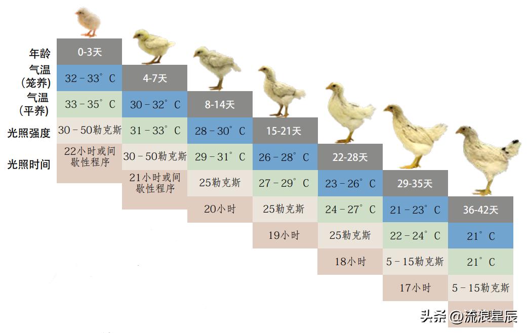 2026年1月26日鸡蛋价格行情参考