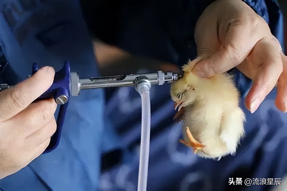 2026年1月26日鸡蛋价格行情参考