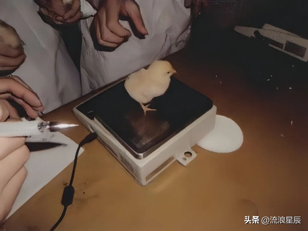 2026年1月26日鸡蛋价格行情参考