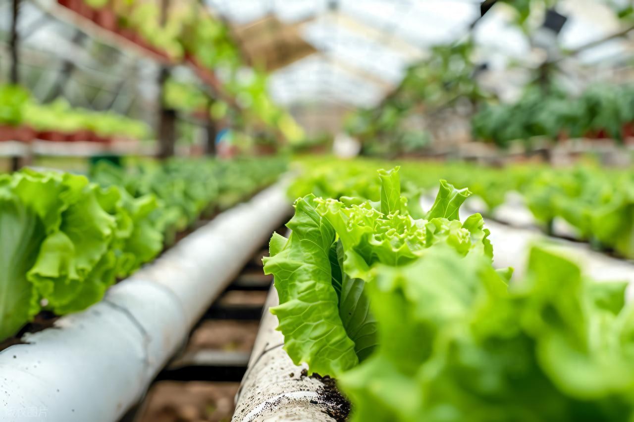 每天吃透一条产业链：有机农业