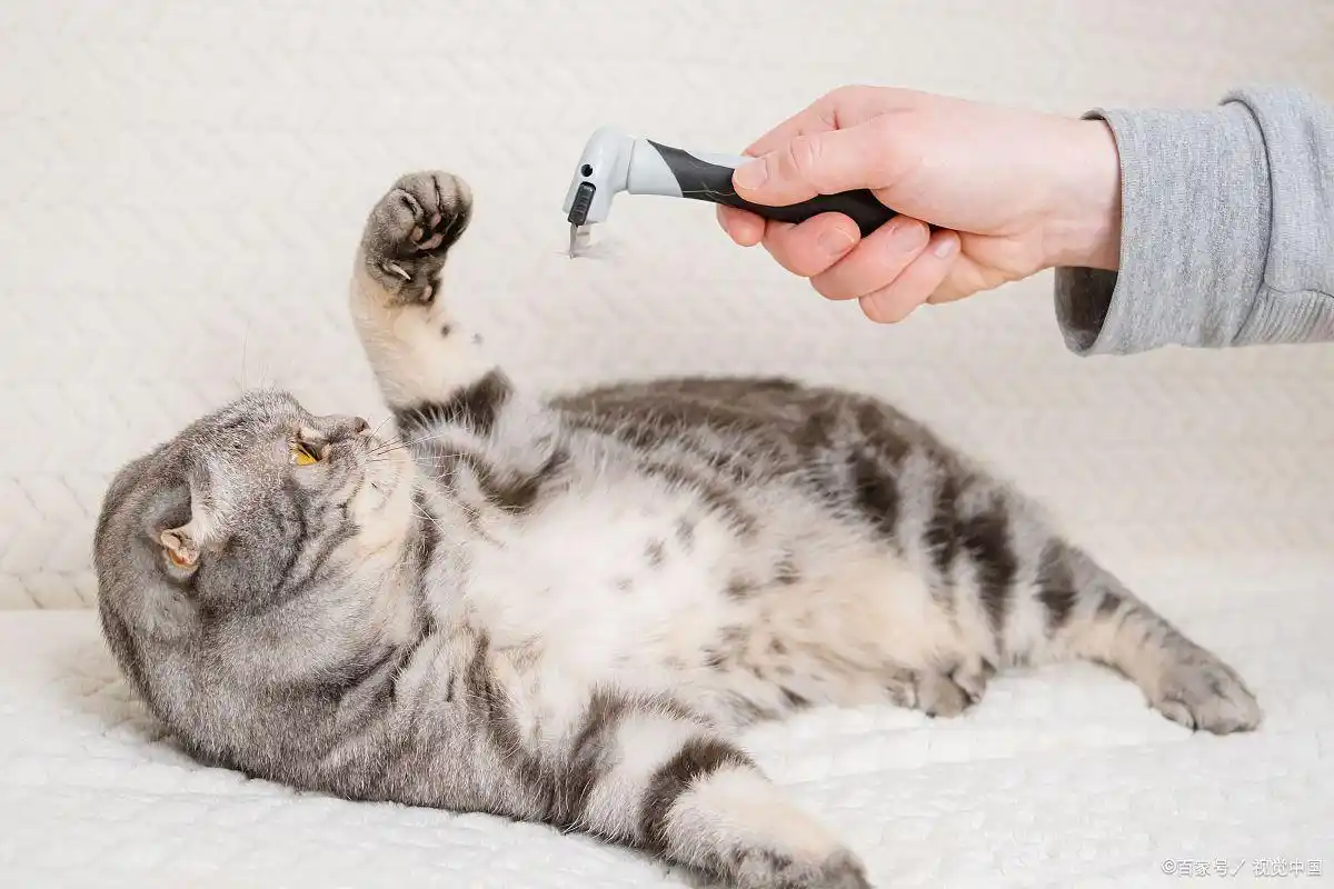 猫咪最多可以饿几天？不同年龄应对方案，养猫人必看