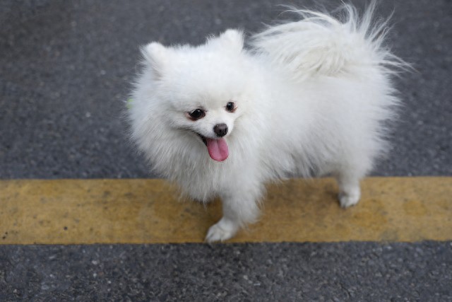 养狗第一月别犯这些错，否则后悔都晚了