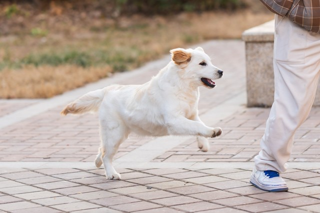 养狗第一月别犯这些错，否则后悔都晚了
