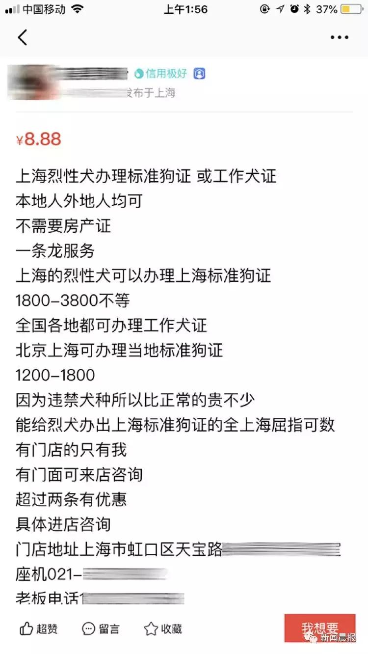 禁养烈性犬为何能办出证?！有人叫卖"一条龙服务"