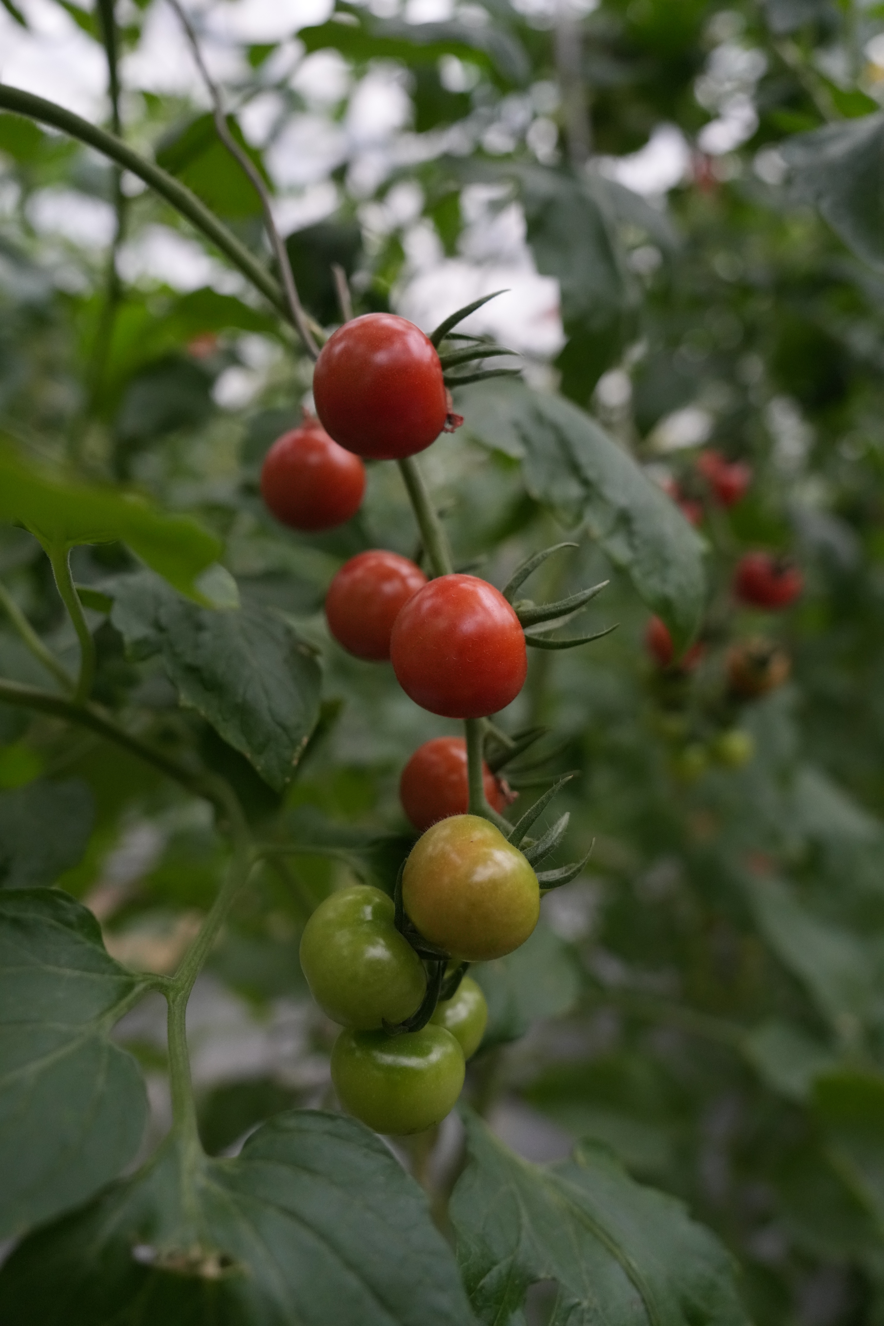 高质量发展调研行｜“美丽乡村”撑起浙江“万亿”旅游产业