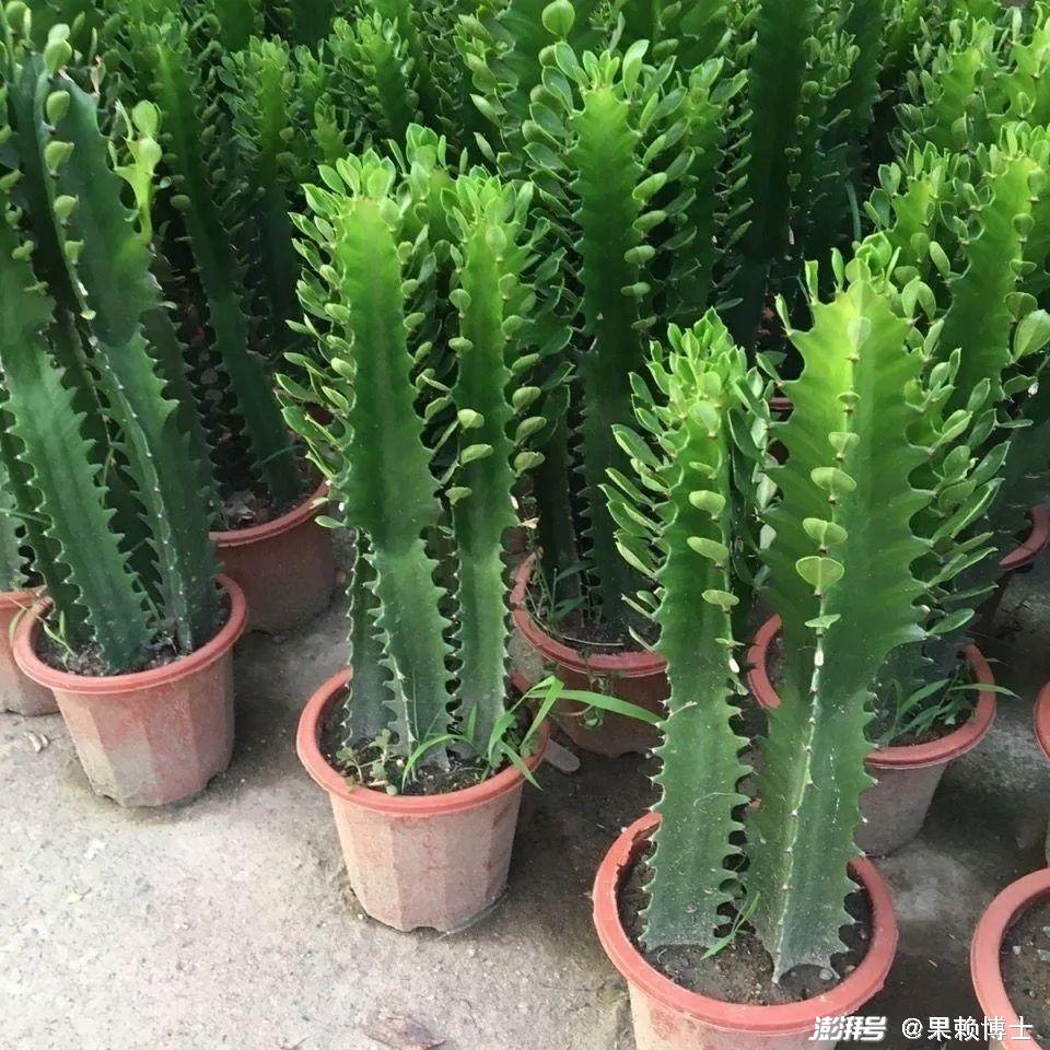 为什么龙骨花是一种危险的植物？龙骨花为什么不能养在家里？