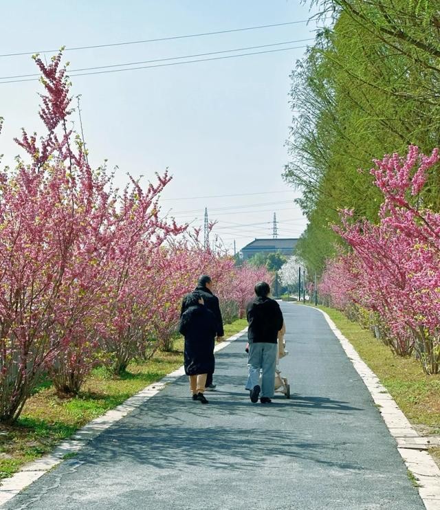 金山不再是上海的远郊，而是长三角的“湾区内核”