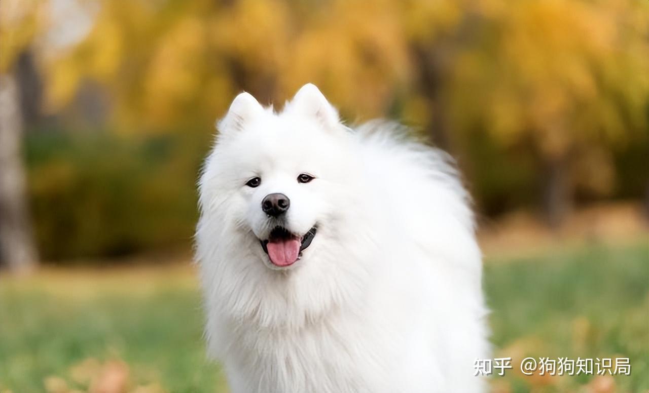 最全！常见的27种狗狗，你认识几种？