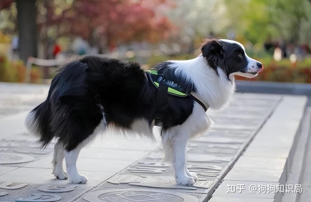 最全！常见的27种狗狗，你认识几种？