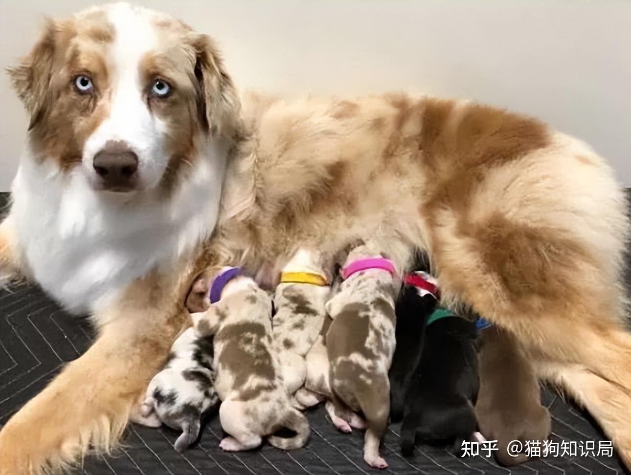 狗狗一生的5个阶段，你家狗处于哪个时期呢？