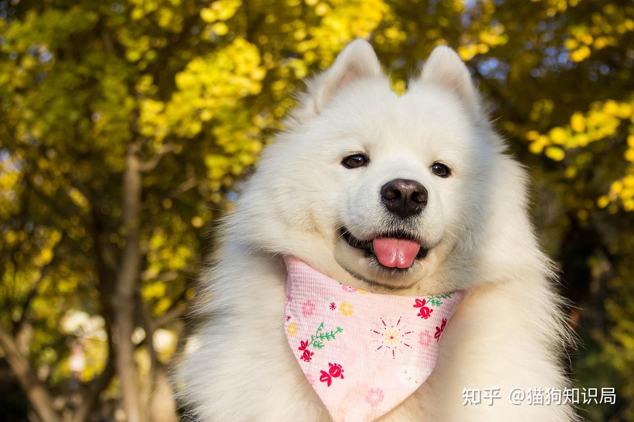 狗狗一生的5个阶段，你家狗处于哪个时期呢？