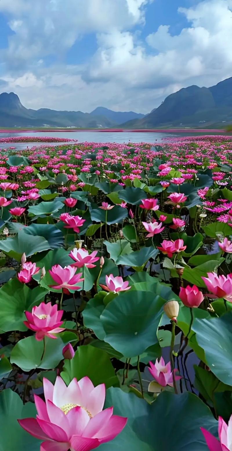 小荷才露尖尖角，杨万里著名的八首诗词，写尽了荷花的迷人风采