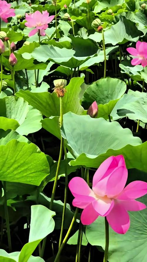 小荷才露尖尖角，杨万里著名的八首诗词，写尽了荷花的迷人风采