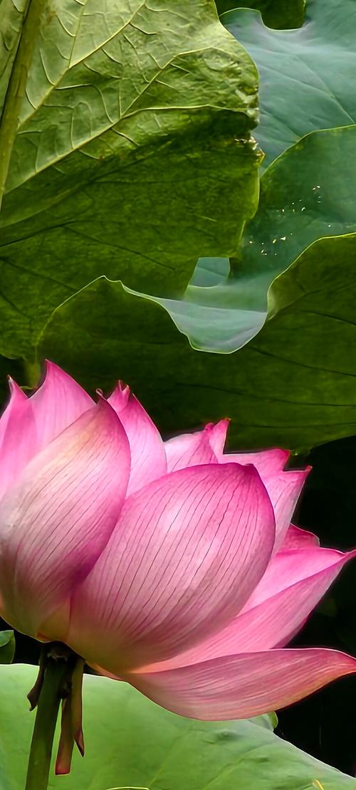 小荷才露尖尖角，杨万里著名的八首诗词，写尽了荷花的迷人风采