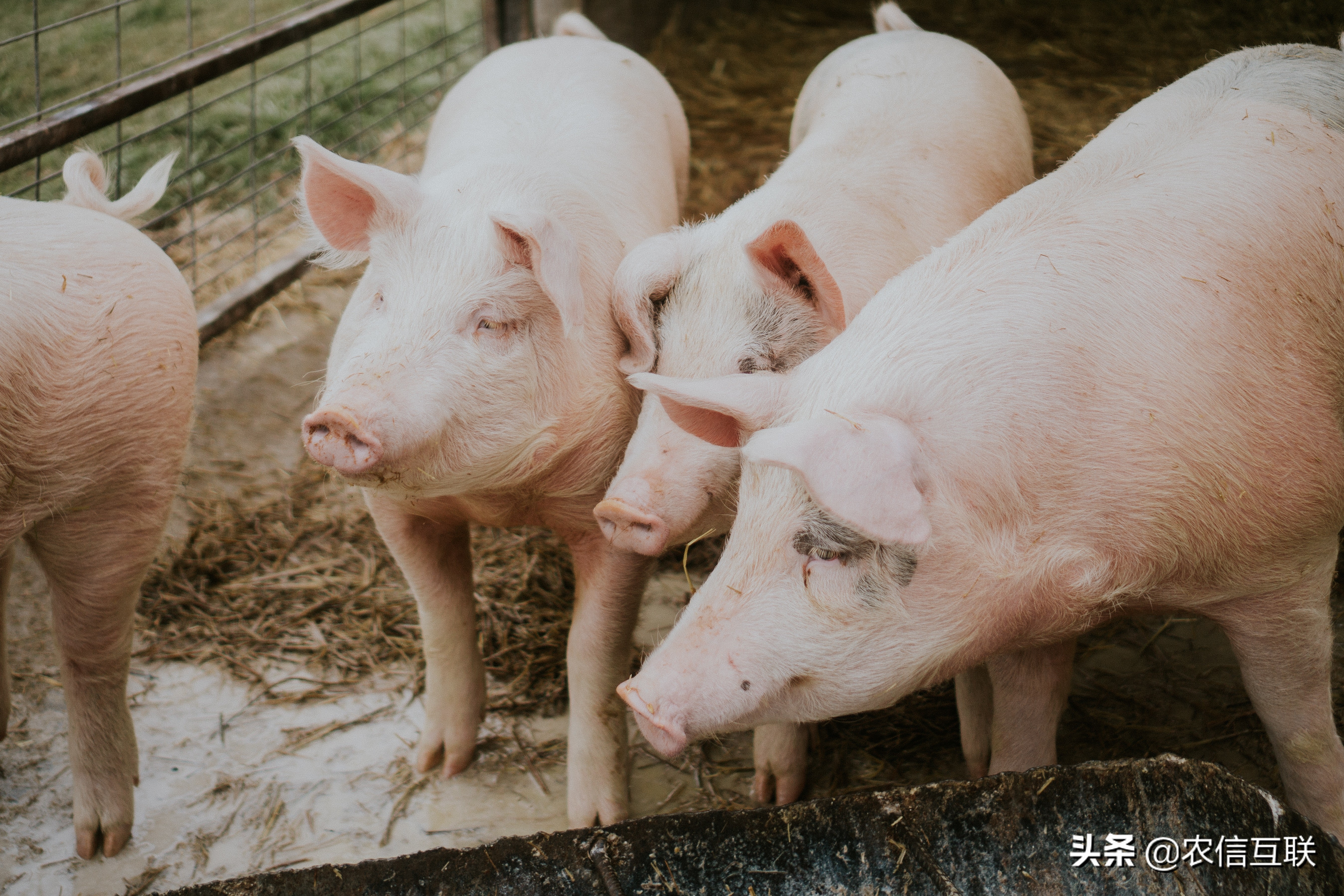 今日猪价行情（多地破10，上涨拐点来了？未来3天猪价预测）
