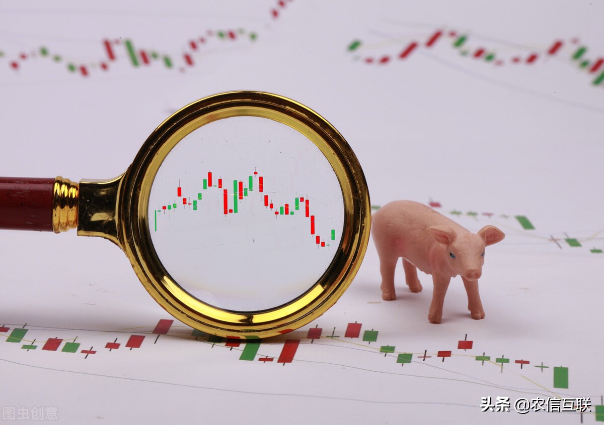 猪价“12连跌”，猪肉暴跌25%！3个原因引发的？官方最新猪价预警