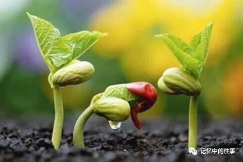【今日七夕】七月七日七夕情，祝福送给天下人，年年岁岁手相牵，朝朝暮暮共白头！