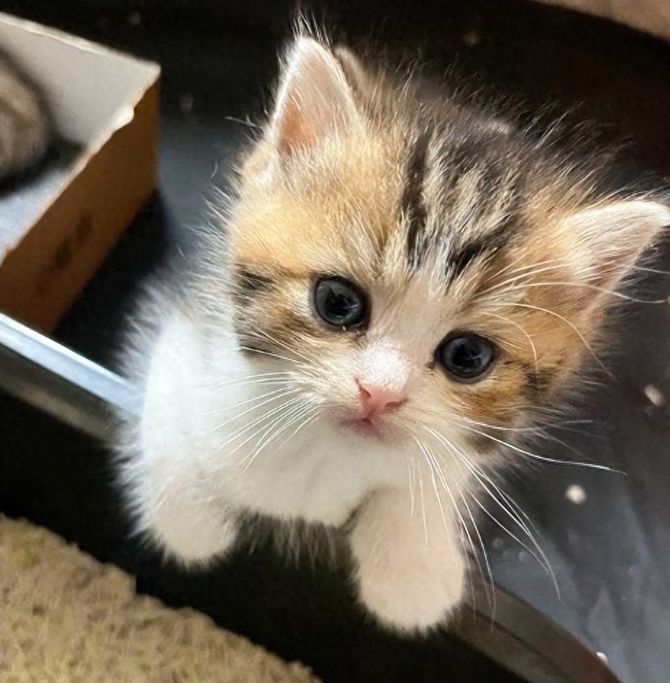 猫咪科学营养喂养全攻略，新手一看就会