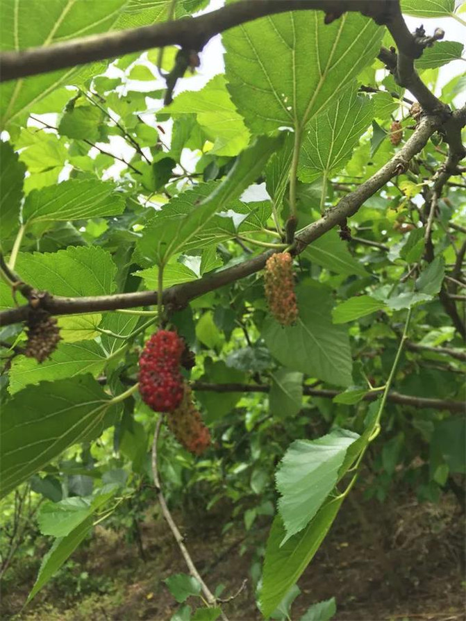 来宁国森林人家农家乐采摘,这些东西大多都没见过,你们采过几种?