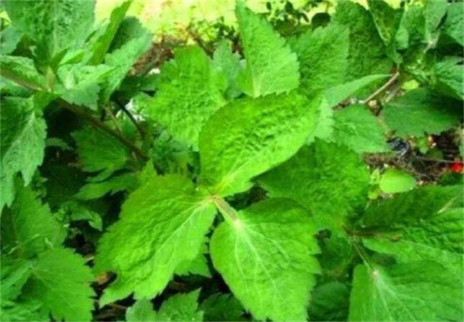 来宁国森林人家农家乐采摘,这些东西大多都没见过,你们采过几种?