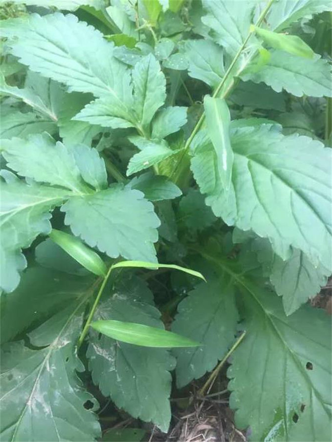 来宁国森林人家农家乐采摘,这些东西大多都没见过,你们采过几种?