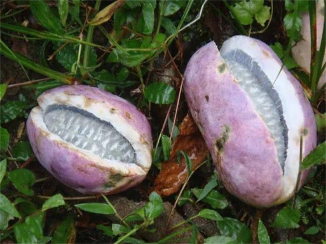 来宁国森林人家农家乐采摘,这些东西大多都没见过,你们采过几种?