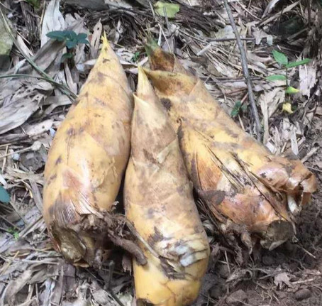 来宁国森林人家农家乐采摘,这些东西大多都没见过,你们采过几种?