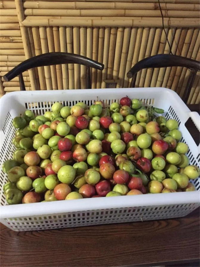 来宁国森林人家农家乐采摘,这些东西大多都没见过,你们采过几种?