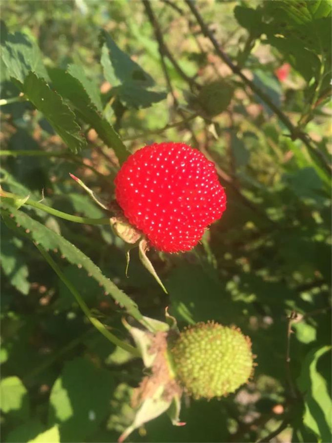 来宁国森林人家农家乐采摘,这些东西大多都没见过,你们采过几种?