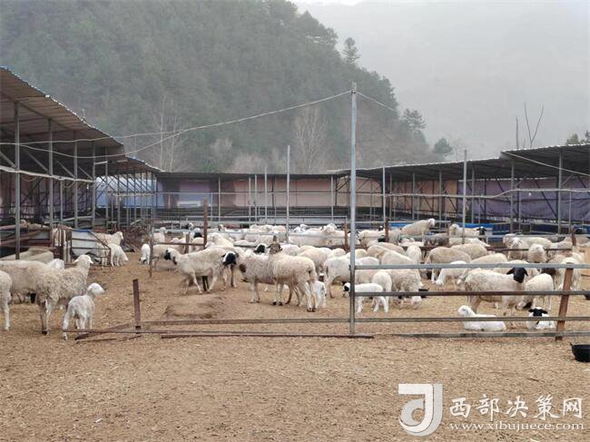商洛市商州区麻街镇：羊圈里共谋“致富经”