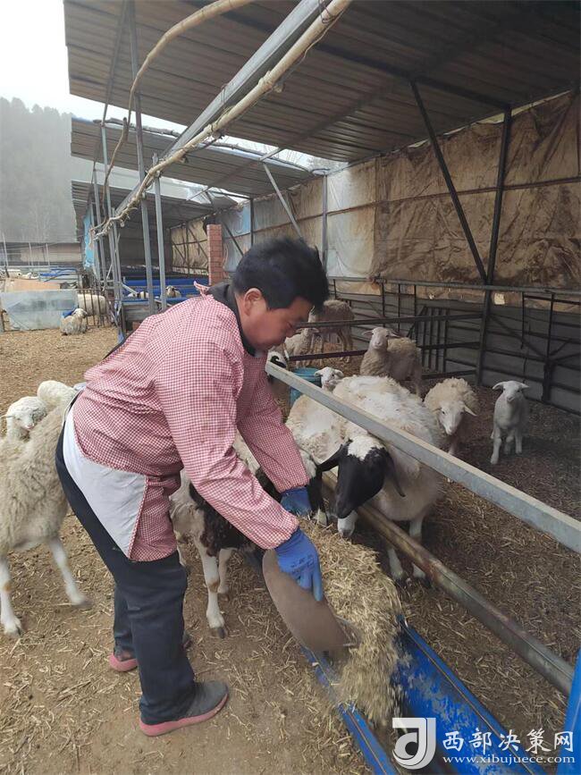 商洛市商州区麻街镇：羊圈里共谋“致富经”