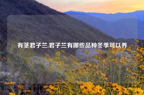 有茎君子兰,君子兰有哪些品种冬季可以养