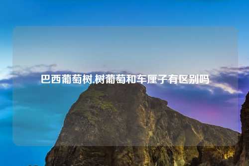 巴西葡萄树,树葡萄和车厘子有区别吗