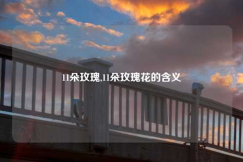 11朵玫瑰,11朵玫瑰花的含义