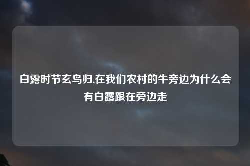 白露时节玄鸟归,在我们农村的牛旁边为什么会有白露跟在旁边走