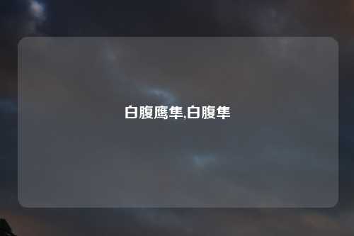 白腹鹰隼,白腹隼鵰