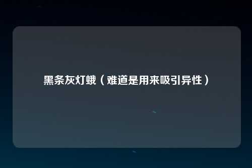 黑条灰灯蛾（难道是用来吸引异性）