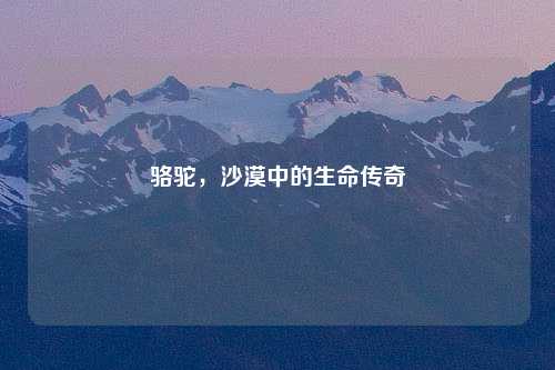 骆驼，沙漠中的生命传奇